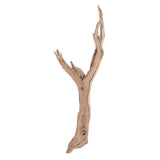 Vickerman Ghostwood Manzanita, Dried, 24"