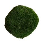 Vickerman Natural BotanicalsApple Green Pole Moss