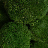Vickerman Natural BotanicalsApple Green Pole Moss