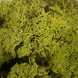 Vickerman Natural Botanicals Reindeer Moss, Box, Lime