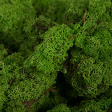 Vickerman Natural Botanicals Reindeer Moss, Box, Grass Green