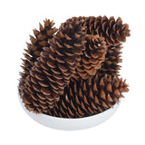 Vickerman 9.5-10" Sugar Pinecones