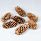 Vickerman 9.5-10" Sugar Pinecones