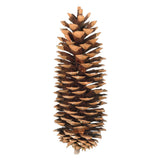 Vickerman 9.5-10" Sugar Pinecones, Each