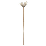 Vickerman Natural Botanicals 20" Bullet Flower Bleached on Stem, 20"