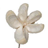 Vickerman Natural Botanicals 20" Bullet Flower Bleached on Stem