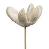 Vickerman Natural Botanicals 20" Bullet Flower Bleached on Stem