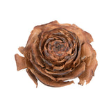 Vickerman Cedar Rose, Natural