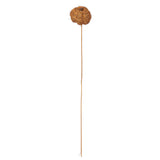Vickerman Natural Coconut Coir Pumpkin, Dried, 2.5", Natural