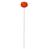 Vickerman Natural Coconut Coir Pumpkin, Dried, 2.5", Autumn