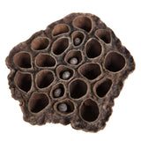 Vickerman Natural Botanicals Lotus Pod, 2.4"-3.2"