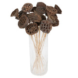 Vickerman Natural Botanicals 20" Lotus Pod Medium on Stem, 20"