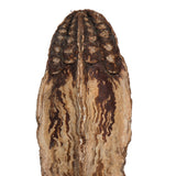 Vickerman Natural Botanicals 2.8" Mahogany Pods Natural