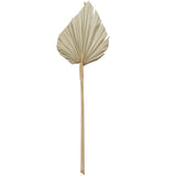 Vickerman Natural Botanicals 20" Palm Spear Natural, 20"