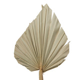 Vickerman Natural Botanicals 20" Palm Spear Natural