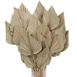 Vickerman Natural Botanicals 20" Palm Spear Natural