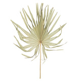 Vickerman 32-40" Natural Dried Palm Leaf, Uncut, 32"-40"