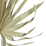 Vickerman 32-40" Natural Dried Palm Leaf, Uncut