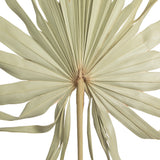 Vickerman 32-40" Natural Dried Palm Leaf, Uncut