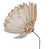 Vickerman Almond Sola Flower