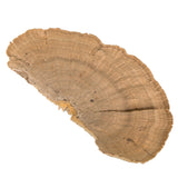 Vickerman Natural Botanicals 4"-6" Sponge Mushroom Medium