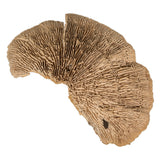Vickerman Natural Botanicals 4"-6" Sponge Mushroom Medium