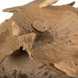 Vickerman Natural Botanicals 4"-6" Sponge Mushroom Medium