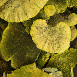Vickerman Natural Botanicals Dried Assorted 4-6 inch Sponge Mushrooms