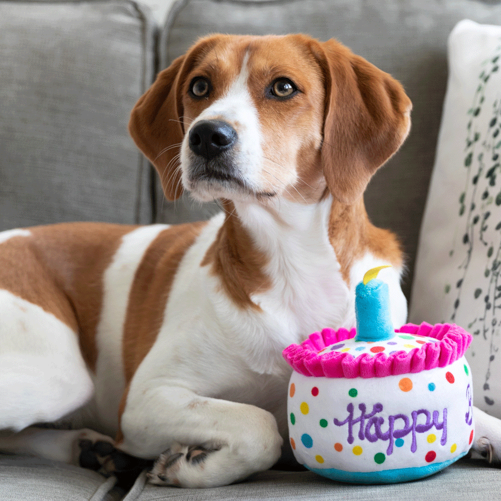 Huxley & Kent Dog Power Plush Happy Birthday Barkday Cake Plush Dog Toy