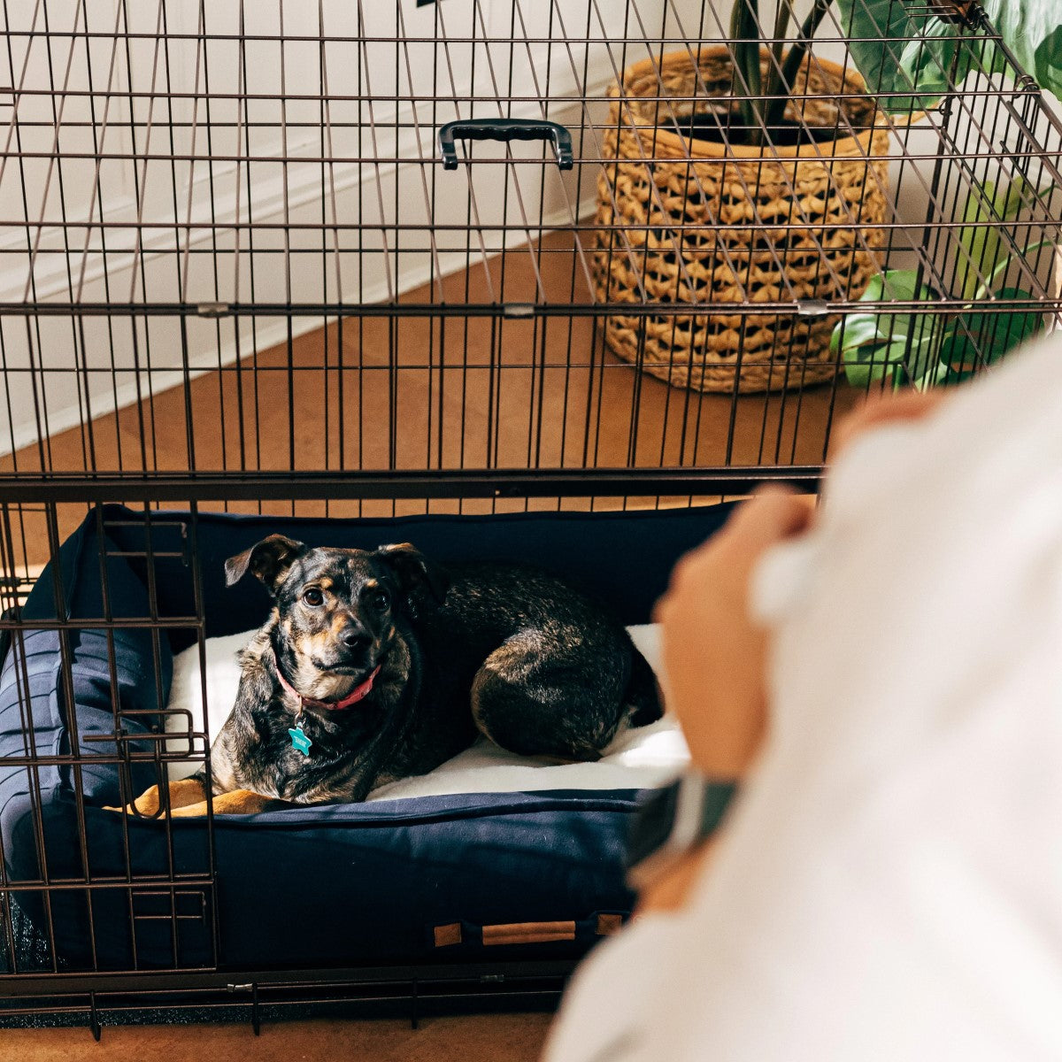 Lucky Dog™ Dwell Series™ Double-Door Crate with Glide Sliding Doors (6 sizes available)