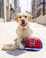 Haute Diggity Dog All American Dog Club Trucker Hat Plush Dog Toy