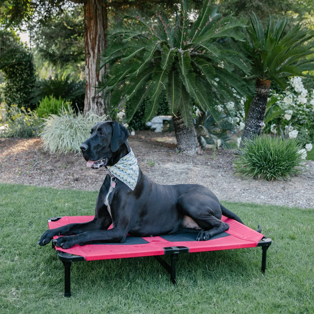 Lucky Dog® Elevated Pet Bed Comfort Cot
