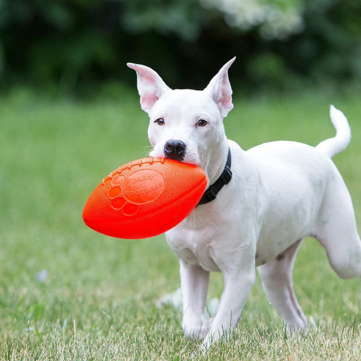 Jolly Pets Football 8