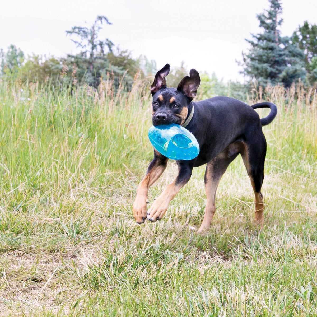 KONG Jumbler Football Dog Toy (2 Sizes Available)