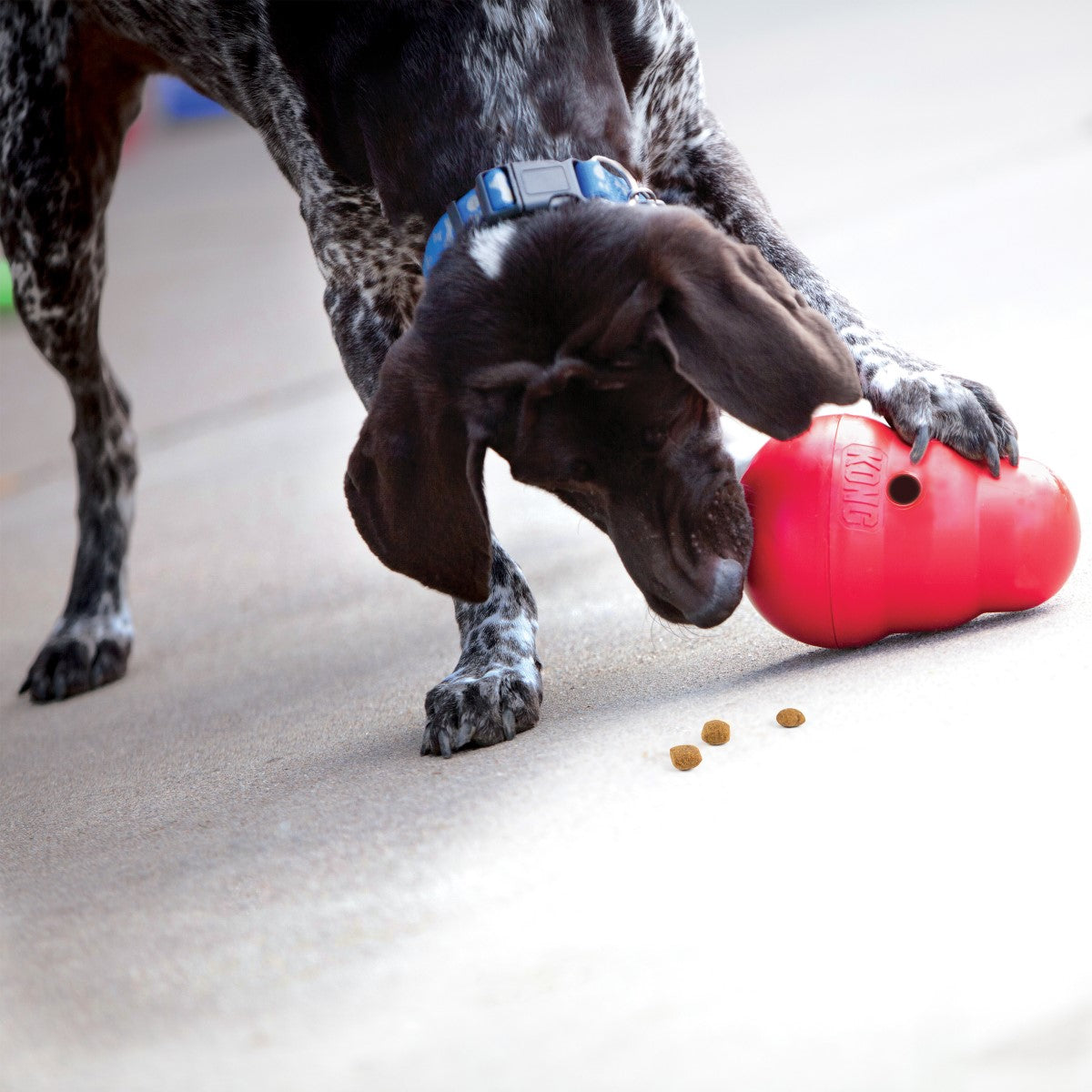 KONG Wobbler Dog Toy (2 Sizes Available)