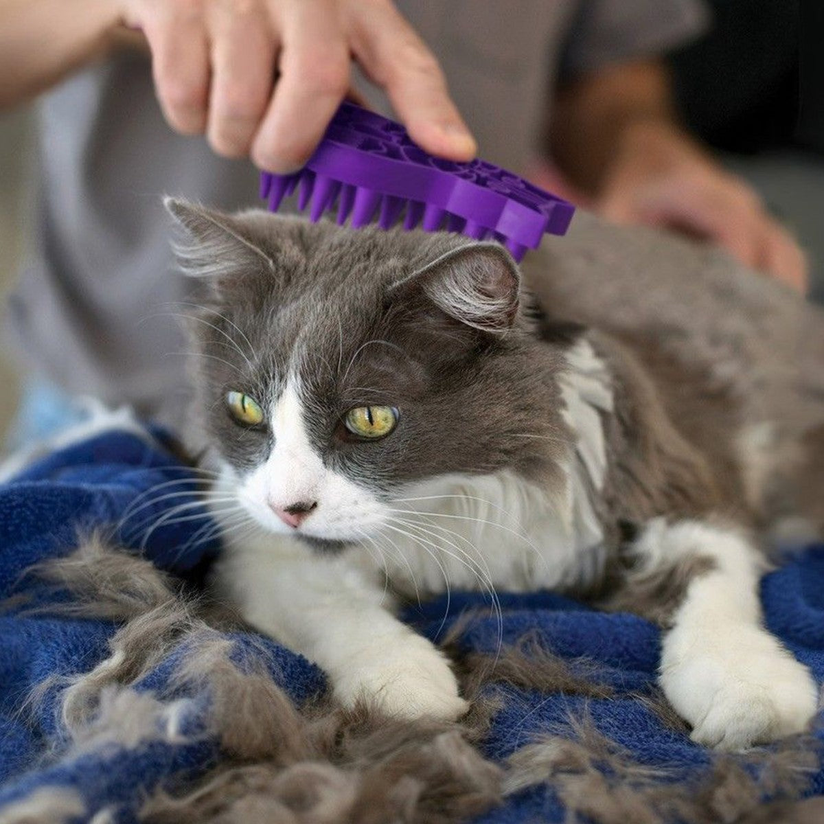 KONG ZoomGroom for Cats