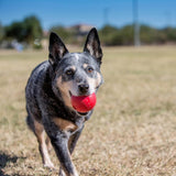 KONG Ball Hard Rubber Dog Toy (2 Sizes Available)