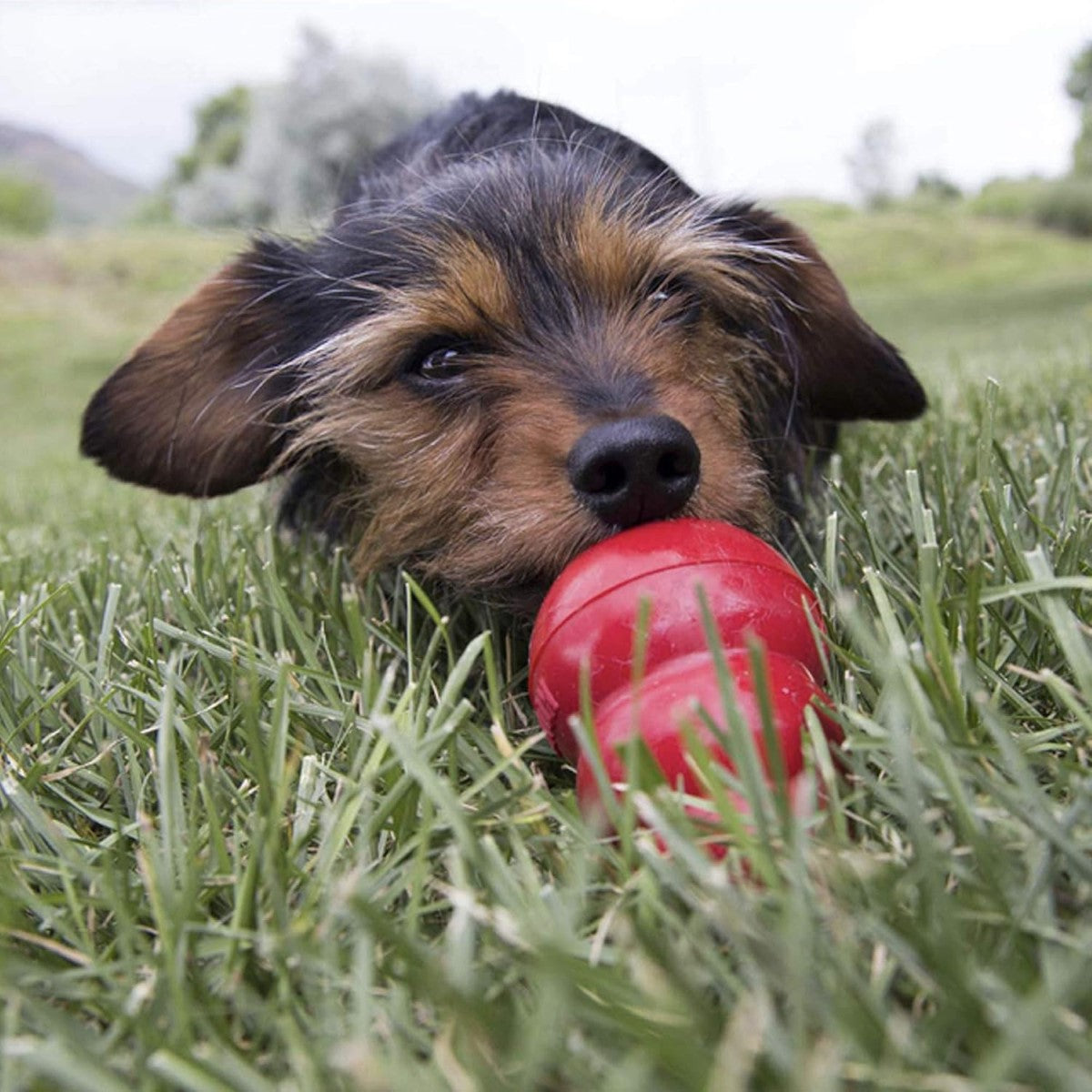 Kong Easy Treat (Multiple Flavors Available)