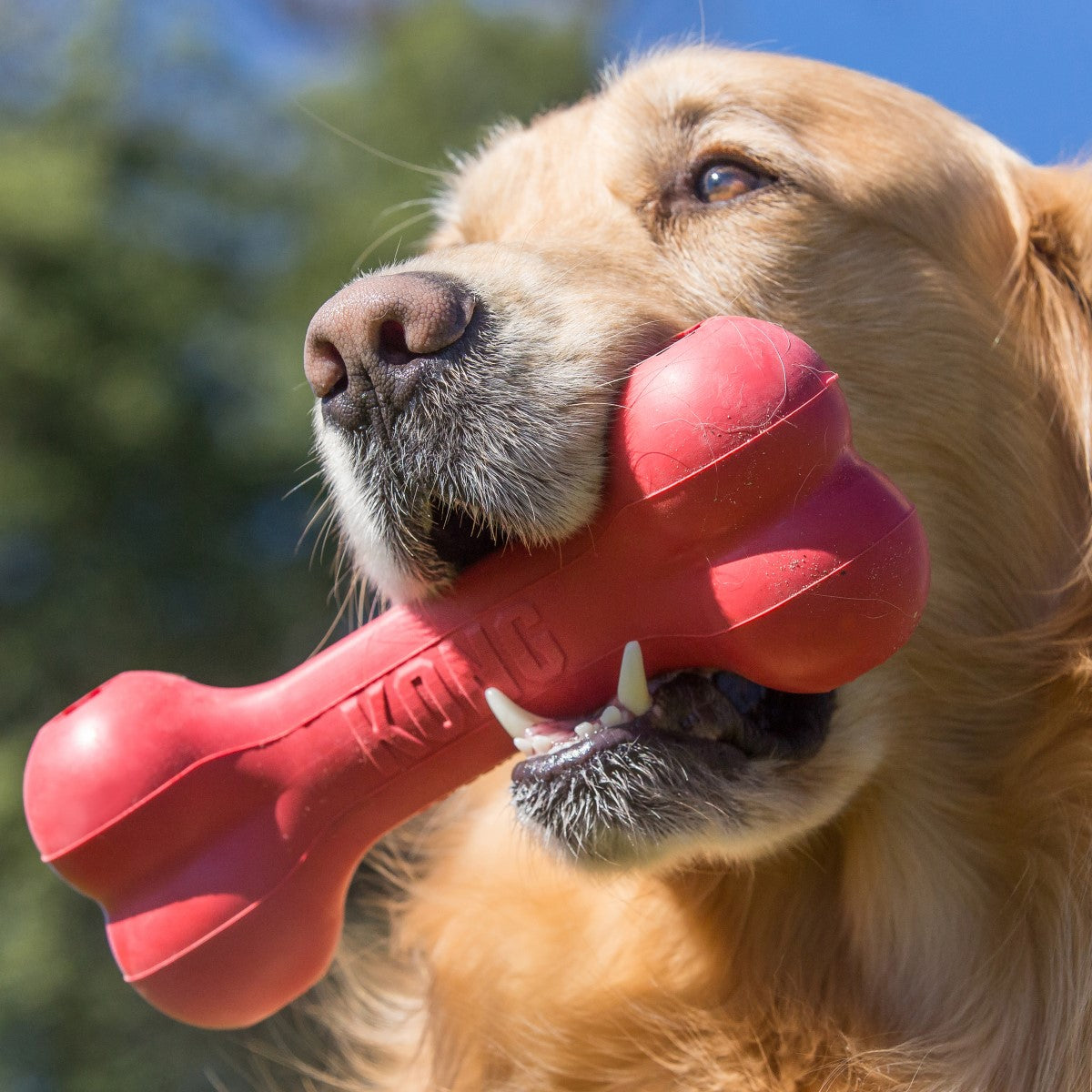 KONG Goodie Bone Red Large Dog Toy