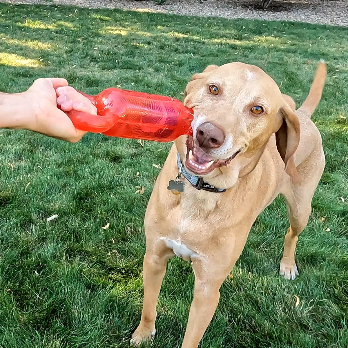 KONG Jumbler Tug Dog Toy (2 Sizes Available)