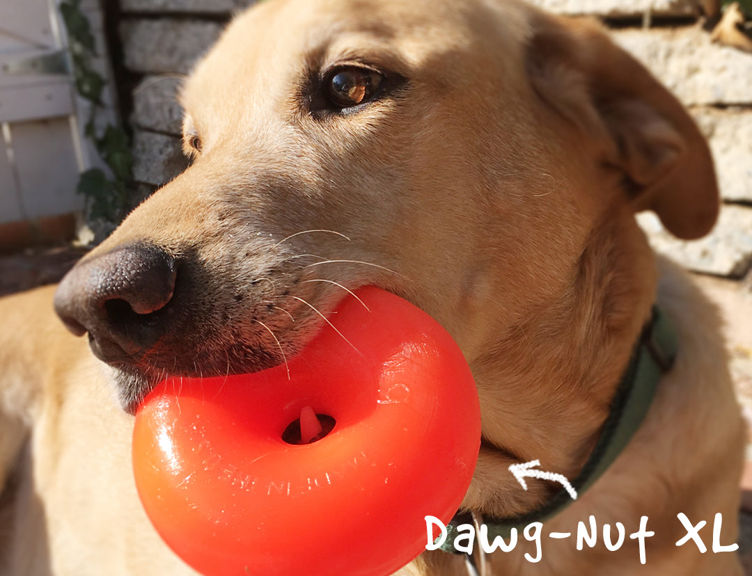Ruff Dawg Indestructible Dawg Nut Dog Toy, Assorted