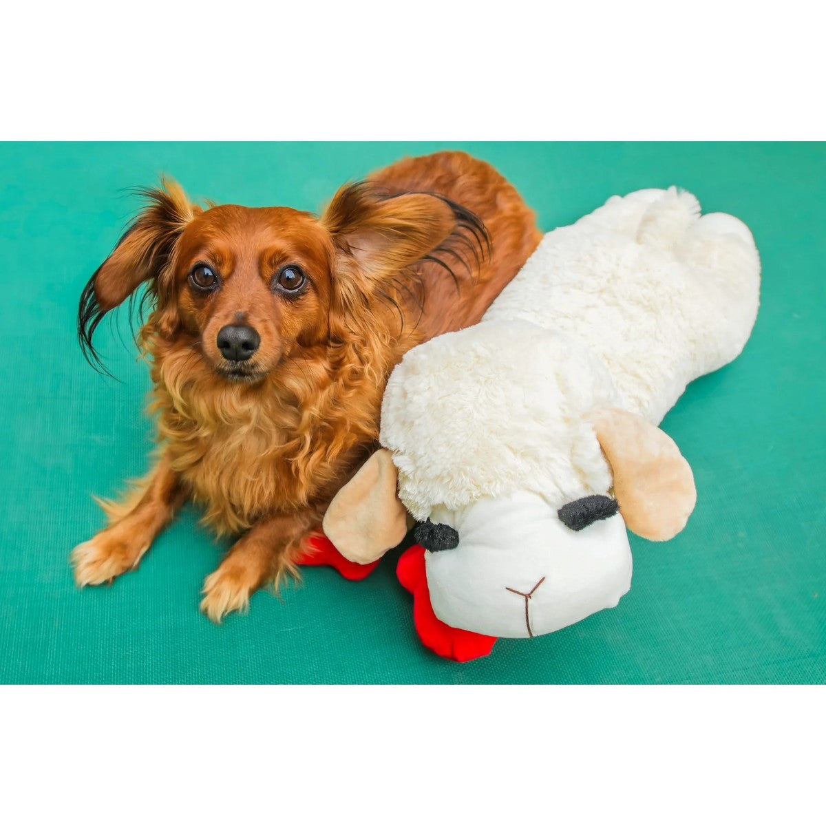 Multipet Lamb Chop 18