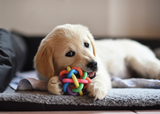 Multipet Nobbly Wobbly Dog Toy (2 Sizes Available)