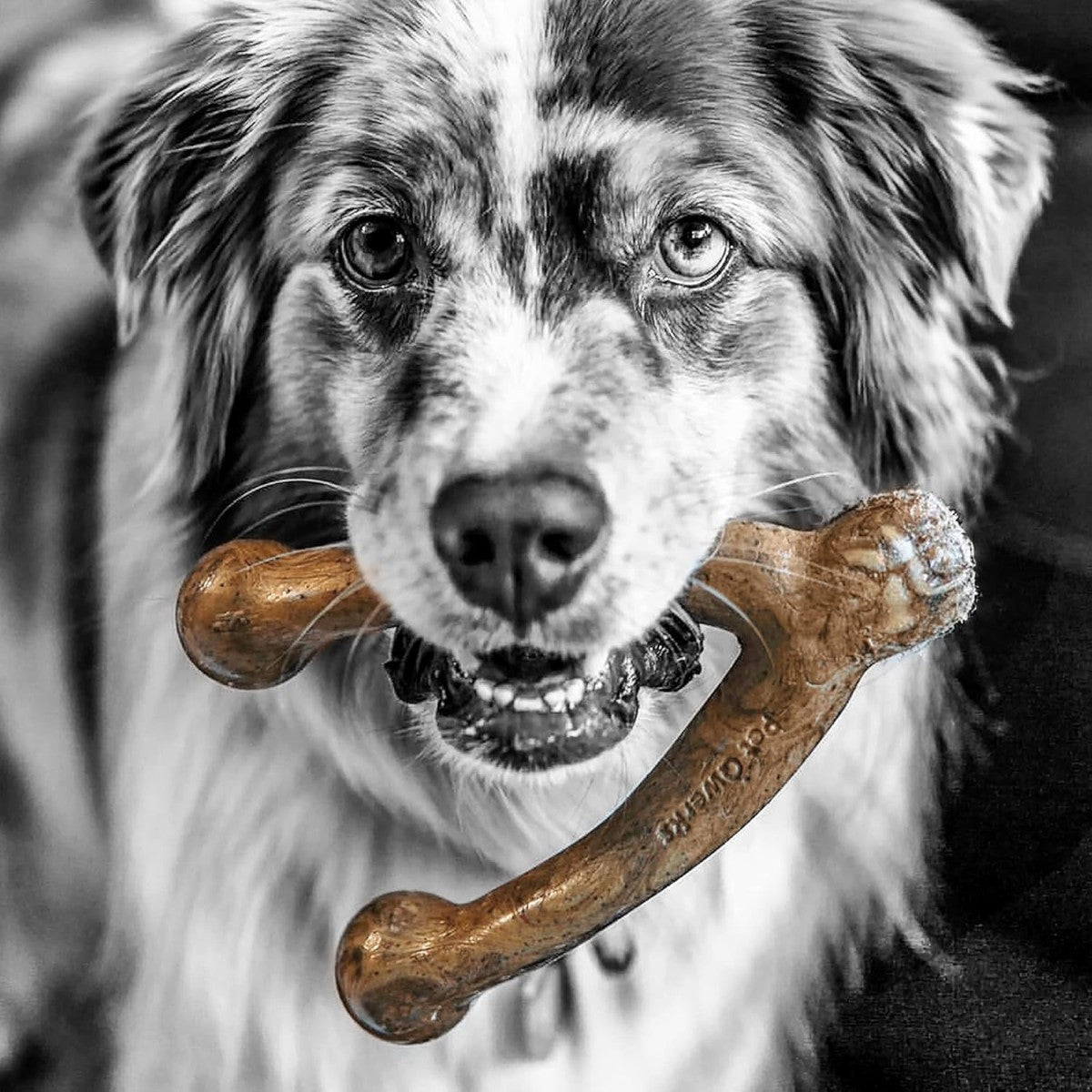 Pet Qwerks Wishbone BarkBone Chew Dog Toy (Various Flavors & Sizes)