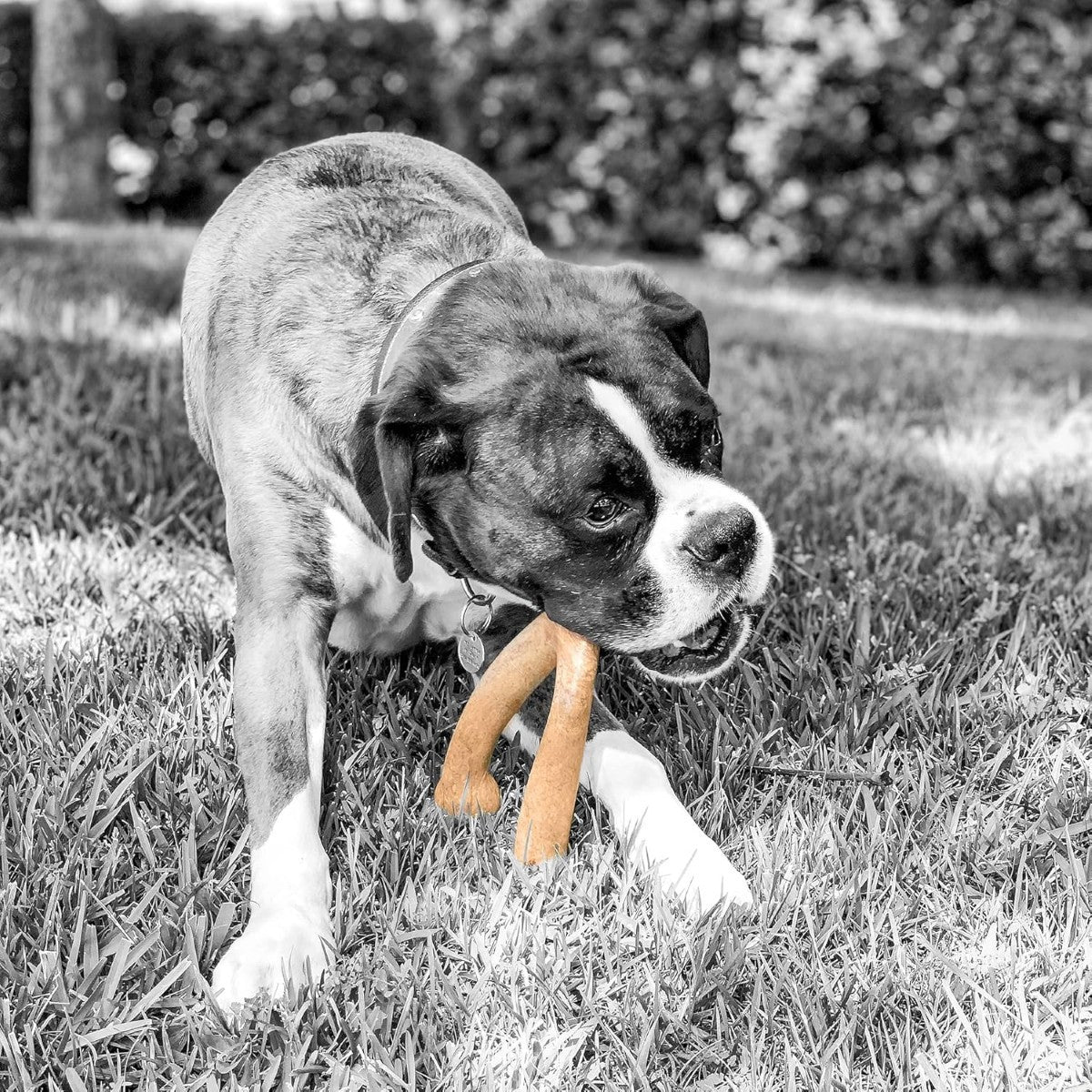 Pet Qwerks Wishbone BarkBone Chew Dog Toy (Various Flavors & Sizes)