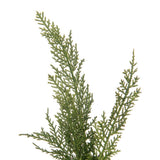 Vickerman Green Cedar Wreath