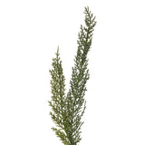Vickerman Green Cedar Garland
