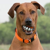 Rogz Fun Dog Treat Ball (3 Sizes Available)