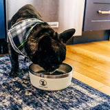 Lucky Dog Indulge Double Wall Stainless Steel Dog Bowl, Lifetime Warranty (Multiple Styles Available)
