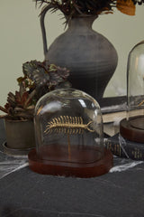 Specimen Cloche By Accent Decor